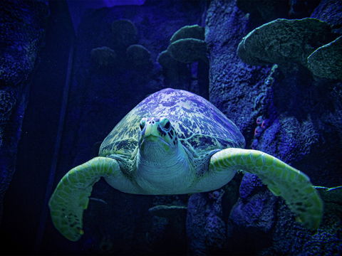 Sydney's Aquarium - Broome Tourism 0