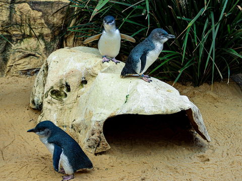 Sydney's Aquarium - Broome Tourism 2
