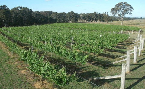 Yarralaw Springs Wines  - Cellar Door Wine Tasting - Broome Tourism 1