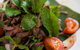 Blue Ginger Restaurant - thumb 2