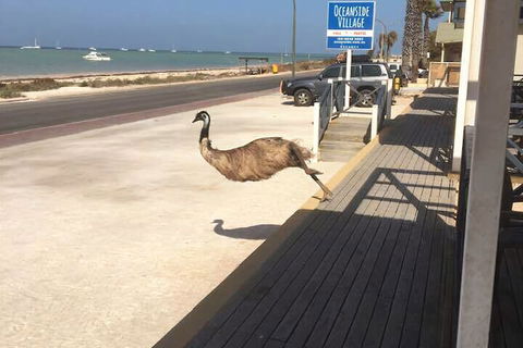 Oceanside Village - Broome Tourism 6