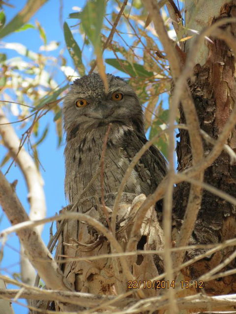 Kalbarri Tudor Holiday Park - Broome Tourism 3