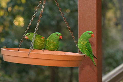 Maleny Country Cottages - Broome Tourism 1