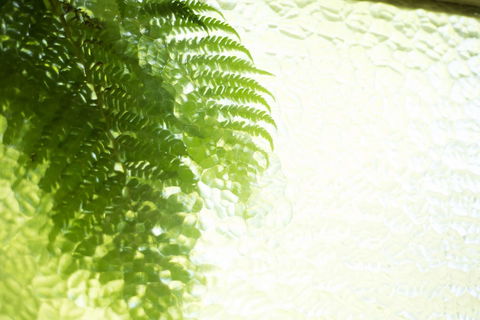 Fig Tree Retro Studio - Broome Tourism 6