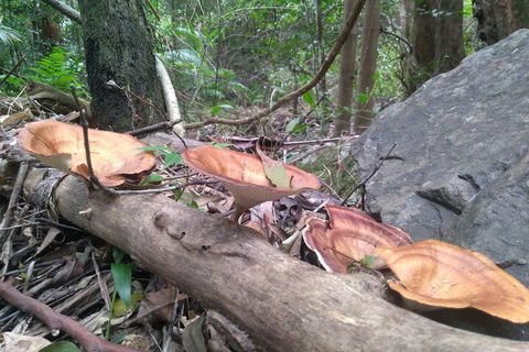Ruah Rain Forest Retreat - Broome Tourism 3