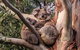 Kangaroo Manor - thumb 2