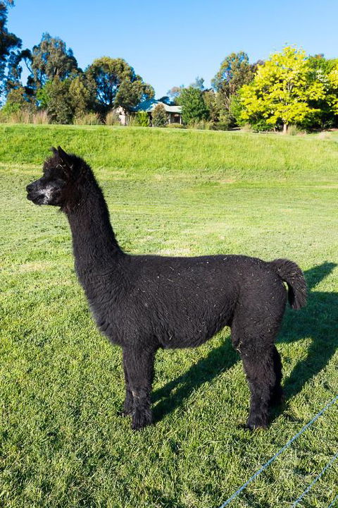 Raynella Alpaca Farmstay - Broome Tourism 2