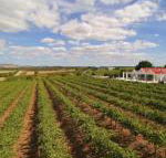 Barossa Valley Lyndoch - Broome Tourism