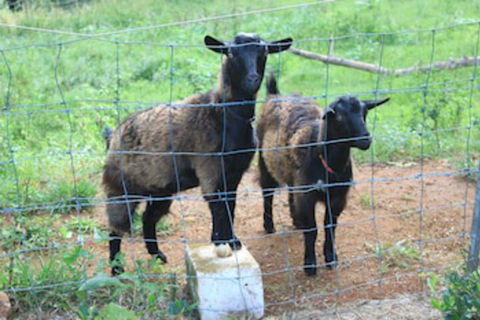 Alstonville Country Cottages - Broome Tourism 0