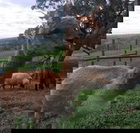 Morella Farm Stay - Broome Tourism