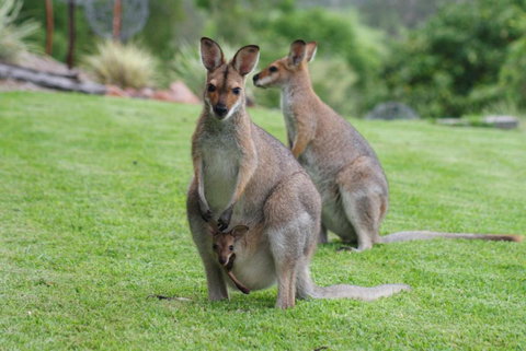 Mary Valley Views B + B - Broome Tourism 1