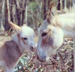 Donkey Tales Farm Cottages - Broome Tourism