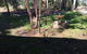 Sea Nest - thumb 6