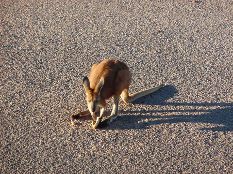 On The Deck @ Shark Bay - Broome Tourism 5