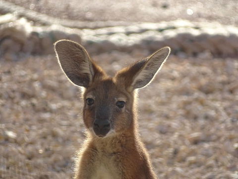 On The Deck @ Shark Bay - Broome Tourism 3