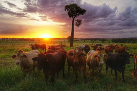 Myella Farm Stay - Broome Tourism 0