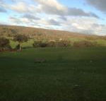 Mancuso Country Cottage Retreat - Broome Tourism