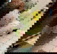 The Natural Waffle Ice Cream Parlour - Broome Tourism