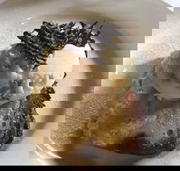 The Magpie Cafe - Broome Tourism