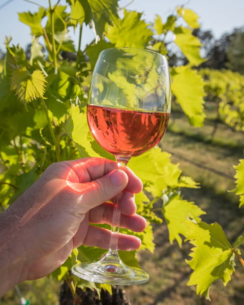 Breakfast Creek Vineyard - Broome Tourism 0