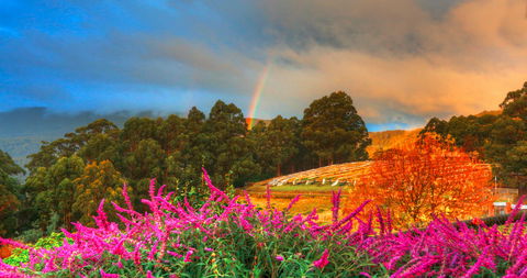 Hartzview Vineyard Heritage Pickers Hut Village - Broome Tourism 2
