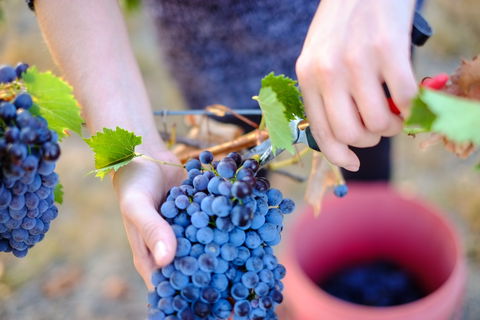 Red Feet Wines - Broome Tourism 1