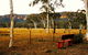The Megalong Valley Tearooms - thumb 0