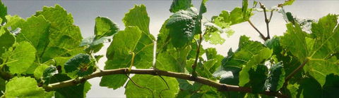 Angullong Cellar Door - Broome Tourism 2