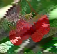 Westerway Raspberry Farm - Broome Tourism