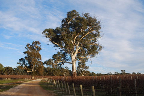 Elysian Springs - Broome Tourism 1