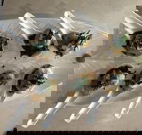 Cudgen Surf Club Bar  Bistro - Broome Tourism