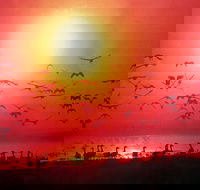 Four Birds - Broome Tourism
