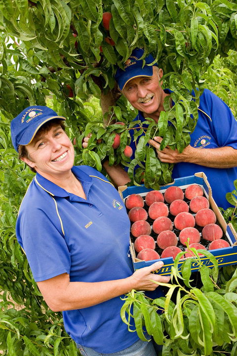 Willayoung Orchard - Broome Tourism 0