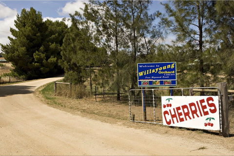 Willayoung Orchard - Broome Tourism 1
