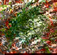 Mount Buninyong Winery - Broome Tourism