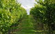 Bangor Vineyard Shed - thumb 1