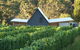 Two Bud Spur Vineyard - thumb 0