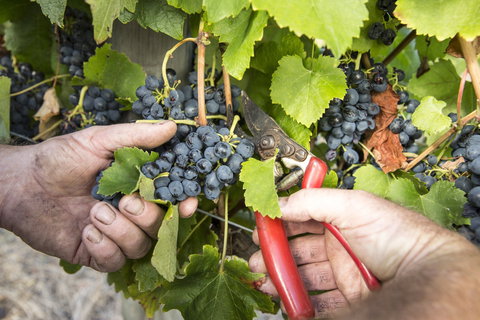 Whicher Ridge Wines Cellar Door - Broome Tourism 1