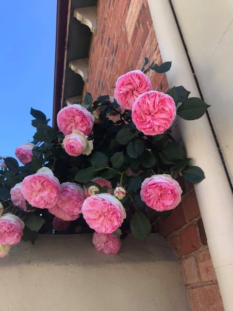 Ingleside Bakery Cafe - Broome Tourism 4