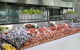 Terraces Seafood Buffet Restaurant At Sheraton Mirage - thumb 0