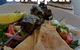 Green Zebra Restaurant - thumb 3