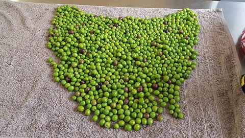 Wattle Hill Olives - Broome Tourism 0