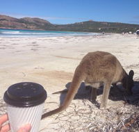 Lucky Bean - Broome Tourism