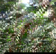 Spirits of Daintree - Broome Tourism