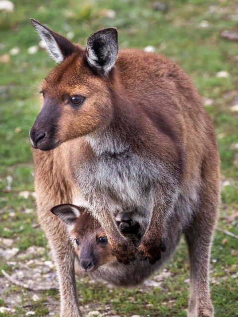 Mercure Kangaroo Island Lodge - Broome Tourism 38