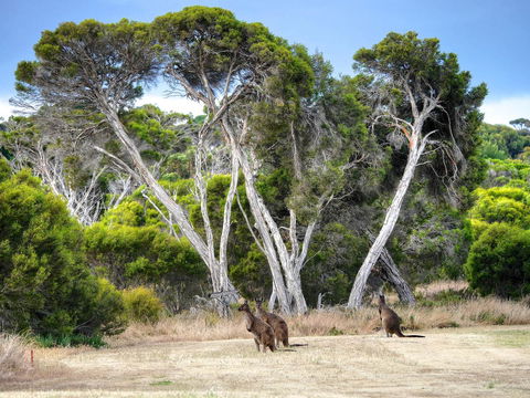 Mercure Kangaroo Island Lodge - Broome Tourism 33