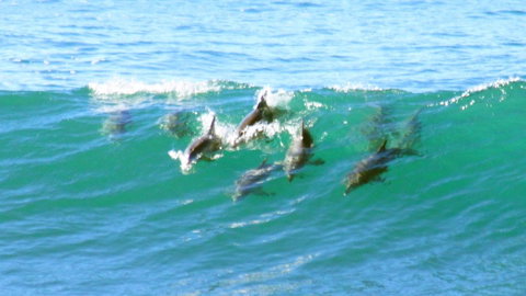 Mollymook Beach Waterfront - Broome Tourism 4