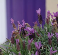 The Purple Door on Seaview - Broome Tourism