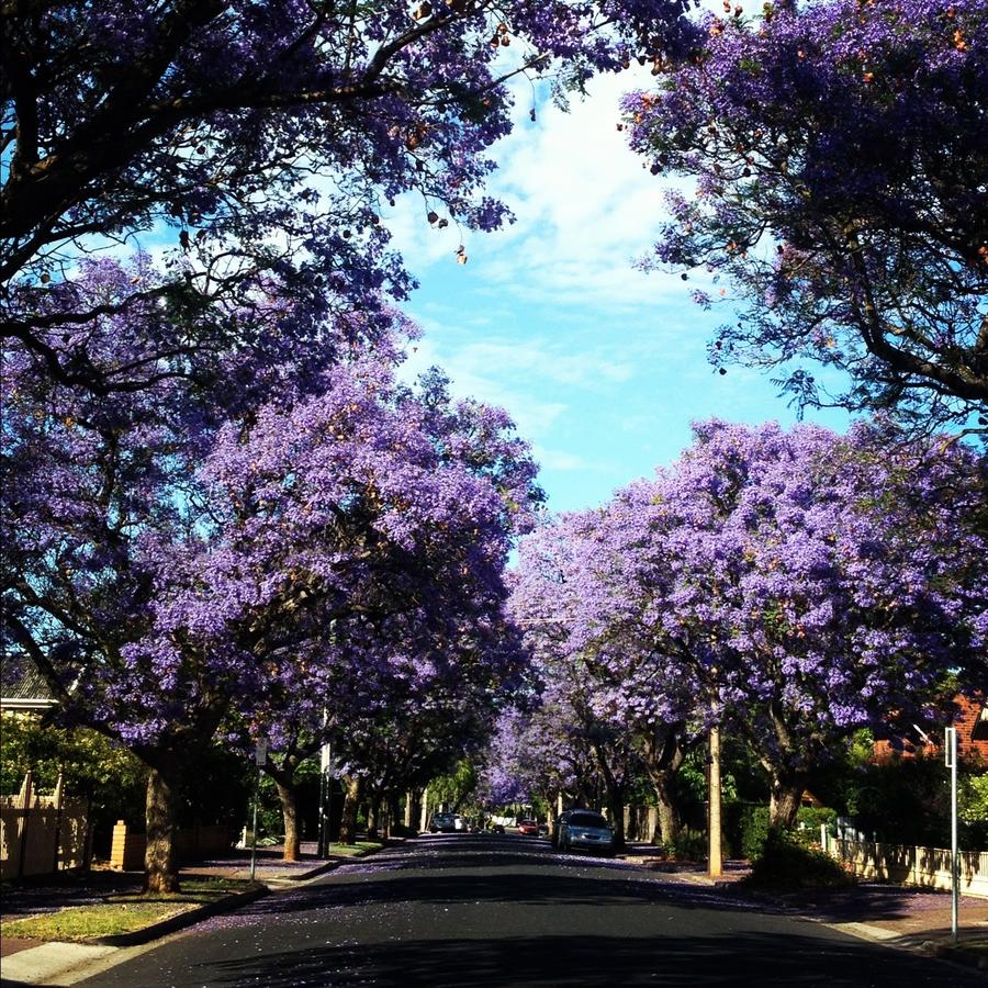 Wayville SA Broome Tourism