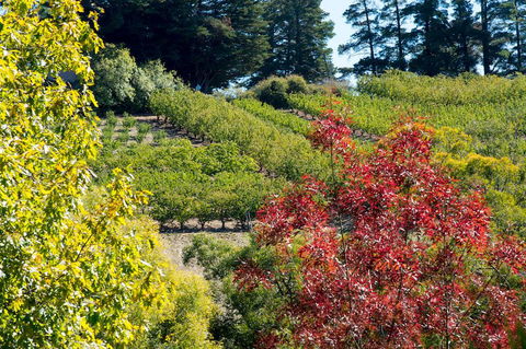 The Manor Basket Range - Broome Tourism 16